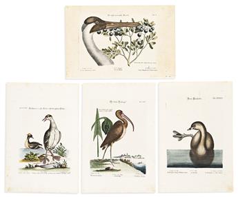 (BIRDS.) Johann Michael Seligmann. Group of 10 hand-colored engraved plates after Mark Catesby or George Edwards from